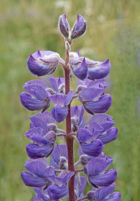 Lupine sp 2.jpg